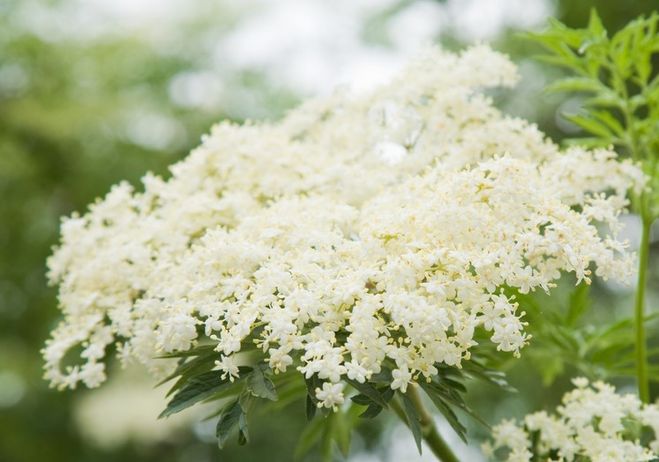 Цвет бузины - это какой цвет?