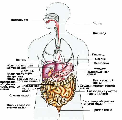 Что находится в левом боку под ребрами?