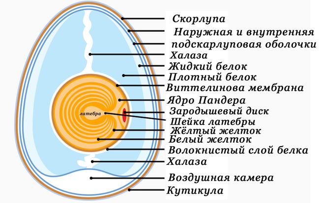 Из чего состоит куриное яйцо (подробно схематично, в процентах)?