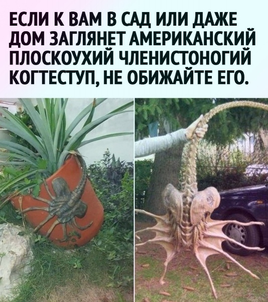 Плоскоухий членистоногий когтеступ. Где живёт? Его привычки? Как готовить?