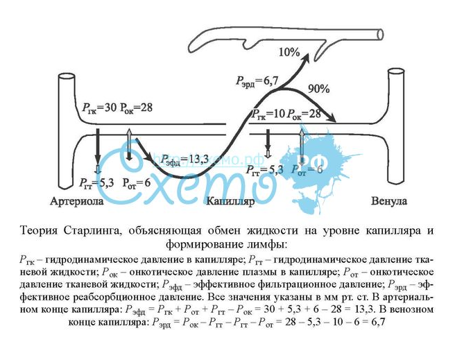 Теория Старлинга - определение, схема?