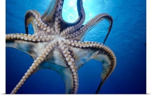 Олимпиада Заврики 2019 по матем. "Головы и ноги" 4 класс