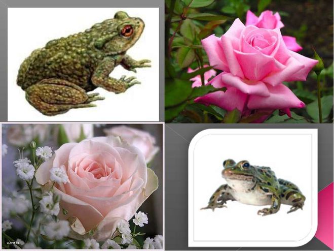 Гаршин "Сказка о жабе и розе". Рисунки, картинки