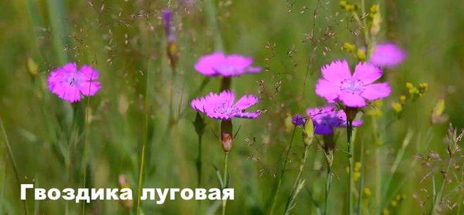 Гвоздика луговая