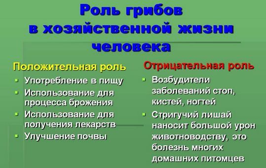Презентация На Тему Значение Грибов В Жизни Человека