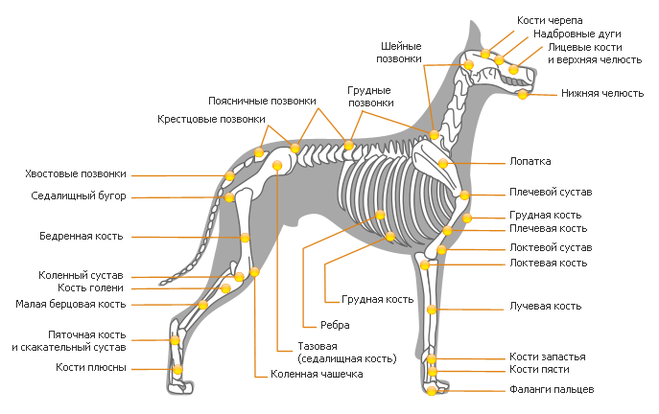 У собак есть ключицы?