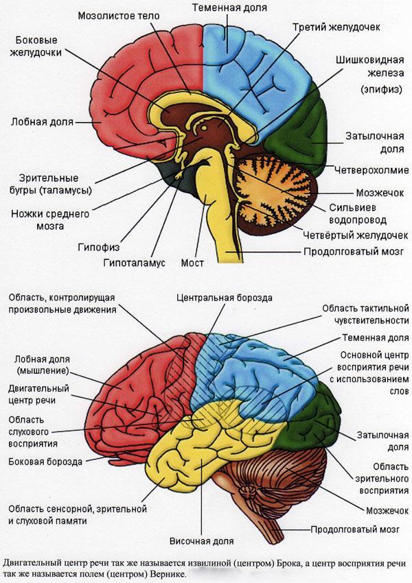 Что такое кора полушарий большого мозга? Где она расположена?