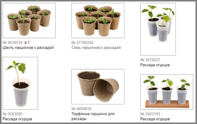 Рассада в разных стаканчиках
