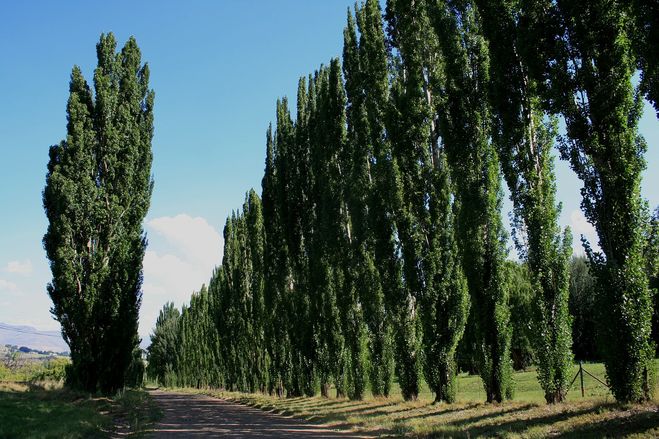 Тополь похожий на кипарис