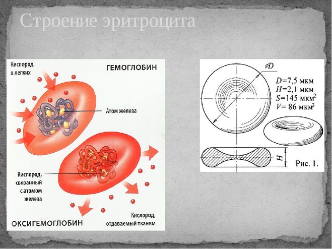 За что отвечает гемоглобин? Почему гемоглобин понижается?