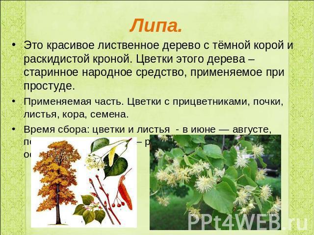 Книга "Зеленые страницы" виды растений, примеры. Как описать виды растений?