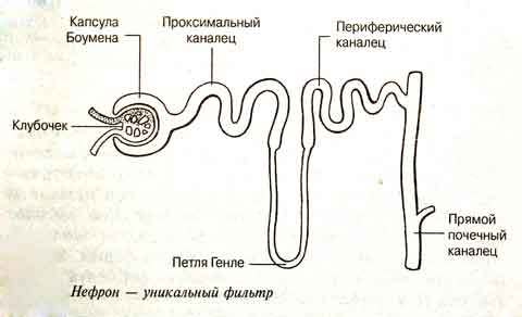 Что такое петля Генле?