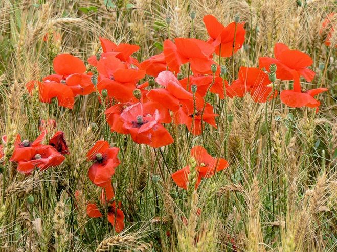 Семена мака польза и вред для здоровья