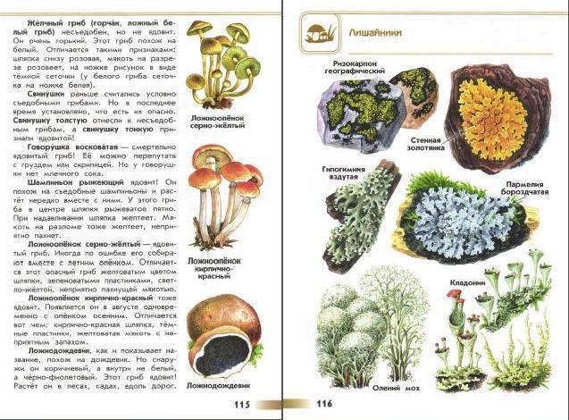 Атлас определитель грибы "От земли до неба" - где читать онлайн?