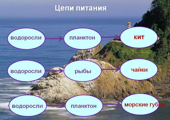 Пищевая цепь моря, пример - как составить?