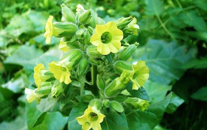 Махорка это сорт табака или другое растение?