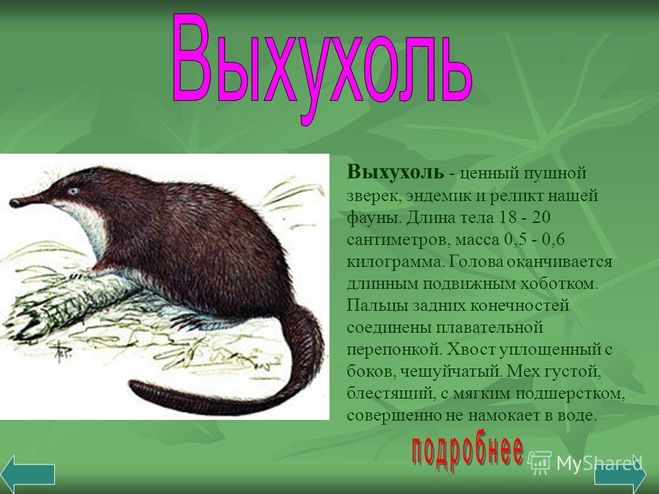 3 класс "Зеленые страницы" виды и группы животных, примеры как описать?