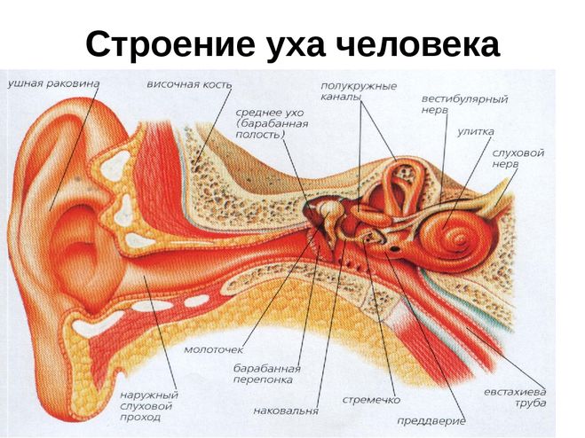 Как устроено ухо?