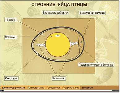 Из чего состоит яйцо?