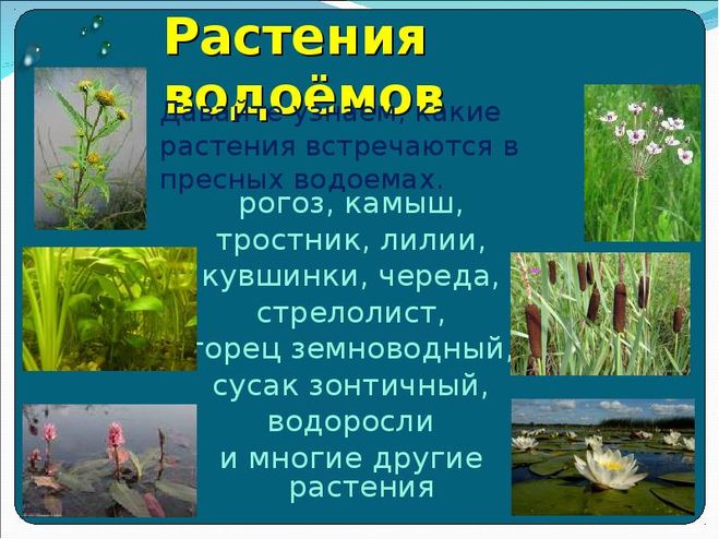 Какие животные живут в тундре Other